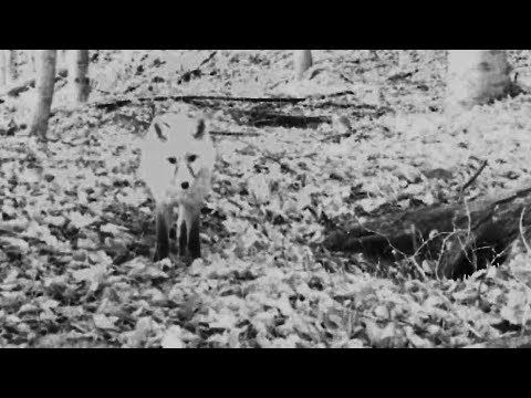 Video: Penyebaran Spatiotemporal Sangkar Sarcoptik Di Rubah Merah (Vulpes Vulpes) Di Switzerland Lebih Dari 60 Tahun: Pelajaran Yang Diperoleh Daripada Analisis Perbandingan Pelbagai Alat