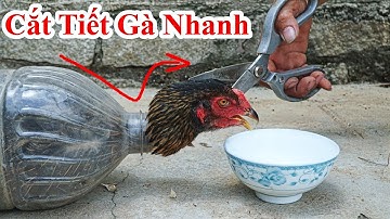 Cách Cắt Tiết Gà - Cắt Tiết Vịt Cực Chất Mà Không Ai Nghĩ Ra/ Mẹo Làm Thịt Gà Vịt Nhanh cook chicken