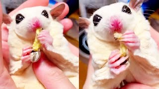 Sugar gliders are super cute when they eat bugs | ASMR Eating #funny