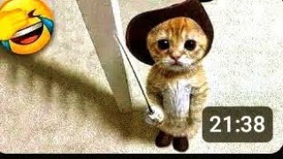 funniest cat and dog best funny video animal