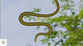 Flying Snakes - Uncommon Air Gliding Ability