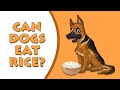 The Ultimate Guide to Feeding Rice to Dogs | Benefits, Types, and Frequency | #petmoo | #dogfood | #candogseatrice