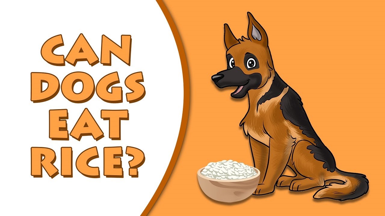 should dogs eat rice