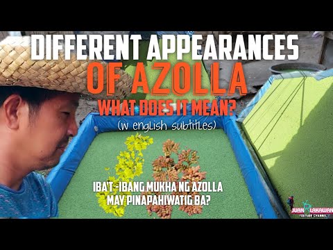 Wideo: Co oznacza Azolla?