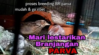 TAHAP AWAL TERNAK BURUNG BRANJANGAN PARVA