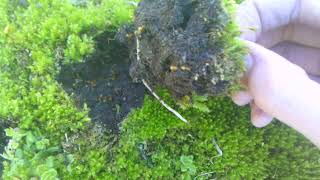 Bizarre ants under the moss!