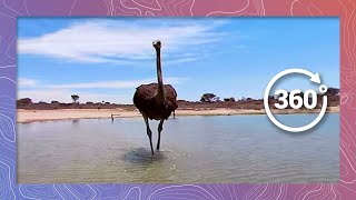 Thermoregulating Ostrich Walks Through Watering Hole Wildlife In 360 Vr