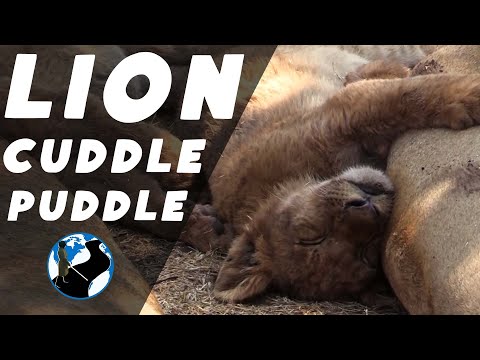 Lion Safari Tour AD CC