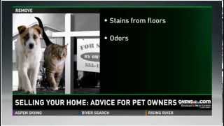 Pet owners selling your home - some advice from Wade Perry on 9News