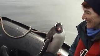 Gentoo Penguin jumps into boat to avoid an Orca.