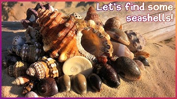Finding Seashells at Low Tide | Cowries, Cones & Frog Shells [Shelling]
