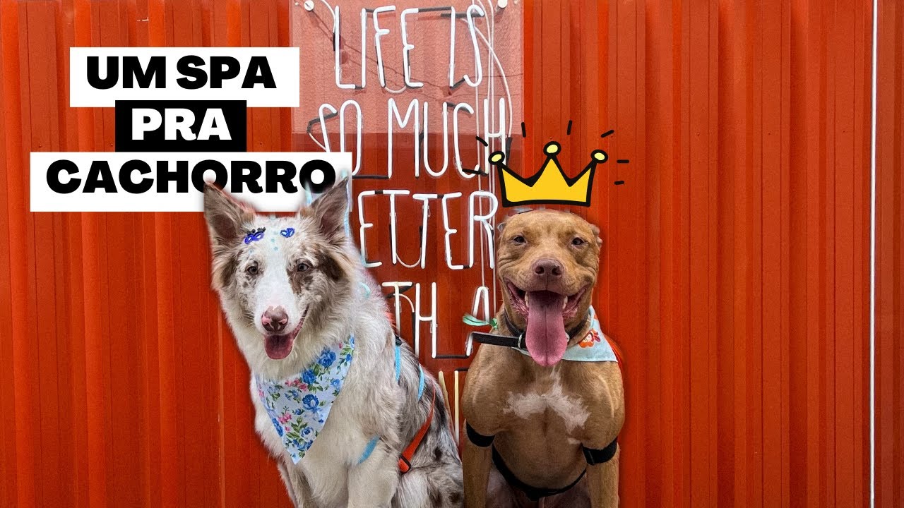 O Pet Shop Mais Incrível Que Já Conhecemos | Banho Relaxante Em Cachorro | Spa Day - Clube 04