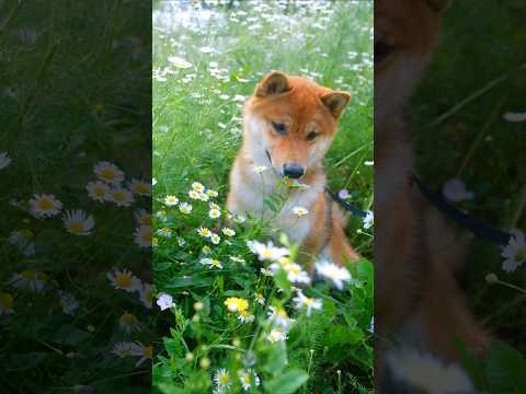 Spring time in