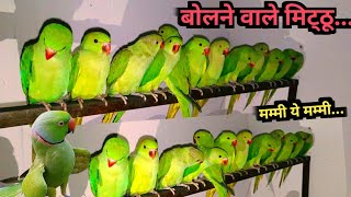 Parrot Natural Sounds Compilation |Parrot Voice | Tanishu Singh Miniature|@ParroTube