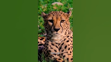 هذا خلق الله | سورة لقمان #قرآن #ياسر_الدوسري