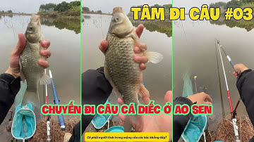 Chuyến Đi Câu Cá Diếc ở Ao Sen | Tâm Đi Câu Dạo Ngày 3