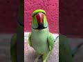 Parrot Talking Smart Cute Mithu Parrotshorts Youtubeshorts Shorts Say Everything 