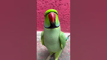 Parrot Talking Smart Cute Mithu Parrotshorts Youtubeshorts Shorts Say Everything 