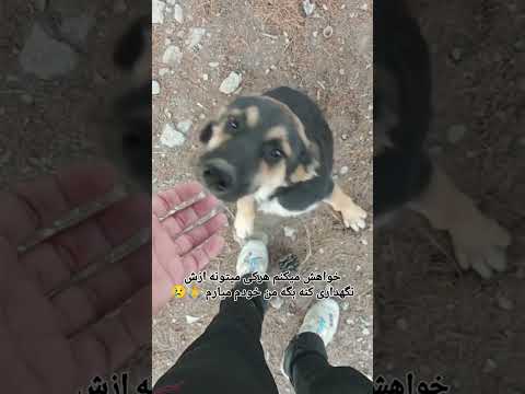 وای خدای این نمیتوانه بیرون بمانه نمیدانم چکار کنم دوست  نزهه هاپو   