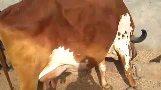 Desi gir cow sell 9587971879