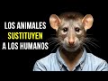 Estos animales son más inteligentes de lo que crees