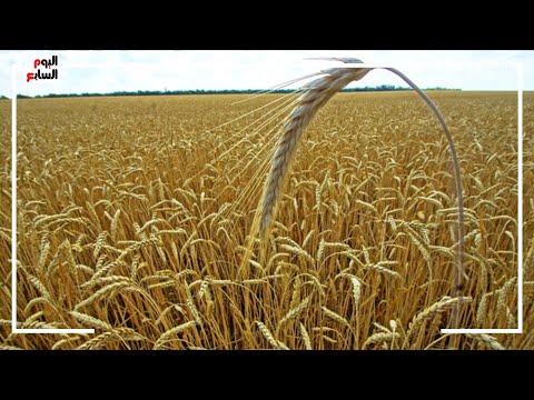 خطة الدولة لتحقيق الاكتفاء الذاتى من القمح