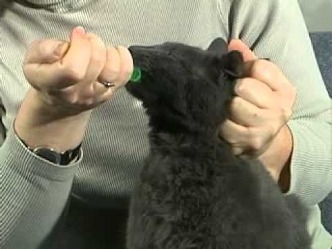 how to administer liquid medication to a cat