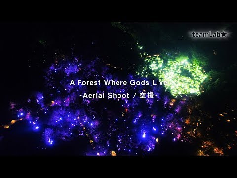 A Forest Where Gods Live - Aerial Shoot  / チームラボ かみさまがすまう森 - 空撮