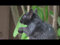 1080p Canon FS100 Video Test - squirrels eating