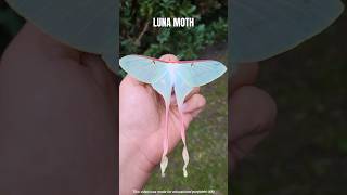7 Day Kingdom of Luna Moth 😱 || Mr. Sujay