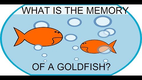 Do Goldfish Have a 3 Second Memory?