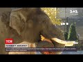 Новини України: Київський зоопарк прикрашають гарбузами на честь прийдешнього Геловіна