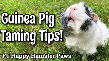 How To Tame Your Guinea Pigs! [Easy Tips]