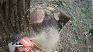 Triple Redwood Cluster On A Stump,,, All Kinds Of Fun...