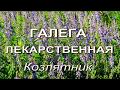 Помощь при диабете - Галега лекарственная или Козлятник