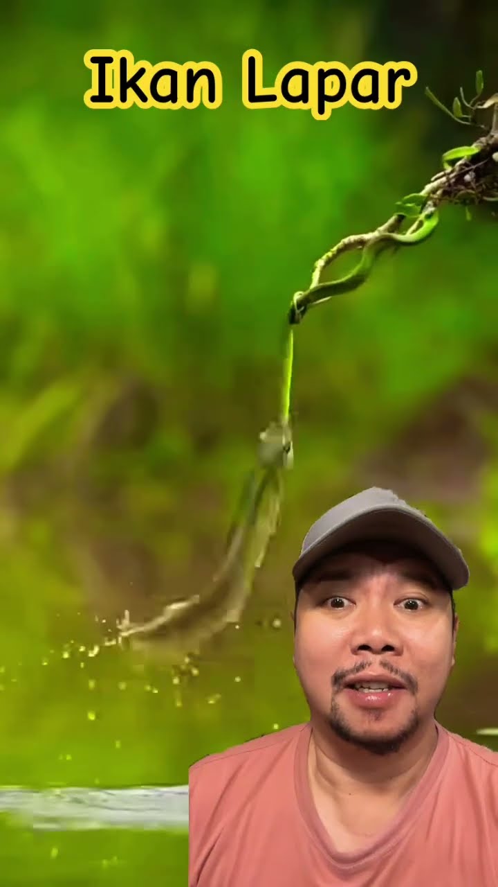IKAN YG LAPAR!!?? #fishing #fish #nature #shortsfeed