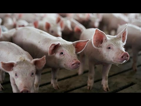 pork industry