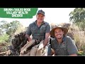 Brush-tailed Rock wallaby health checks!