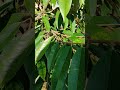 pohon durian musangking