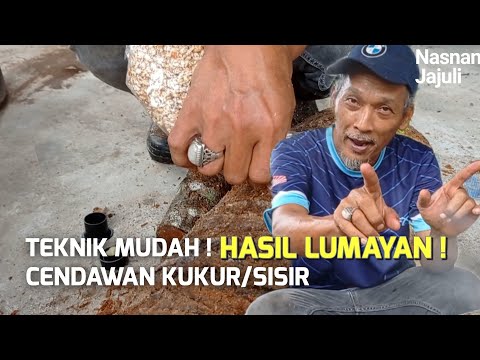 Video: Cendawan Acar: Cara Cepat