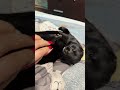 Жизнь американской норки Блека😍 #mink #норка #экзотическиепитомцы #exotic