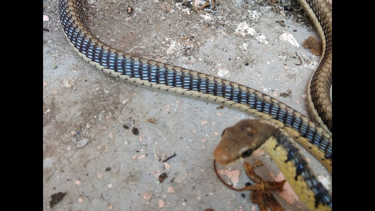 prathamesh parab movies Bronz Back Tree Snake