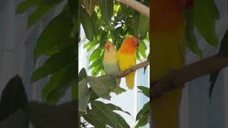 Cute Pet Parrots Videos