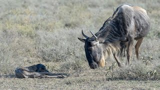 How Mother Wildebeest Giving Birth Success by Story Animal Giving Birth 2,391 views 1 year ago 3 minutes