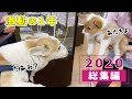 新メンバーが加入した食パン犬の1年を振り返ってみました【2020総集編】