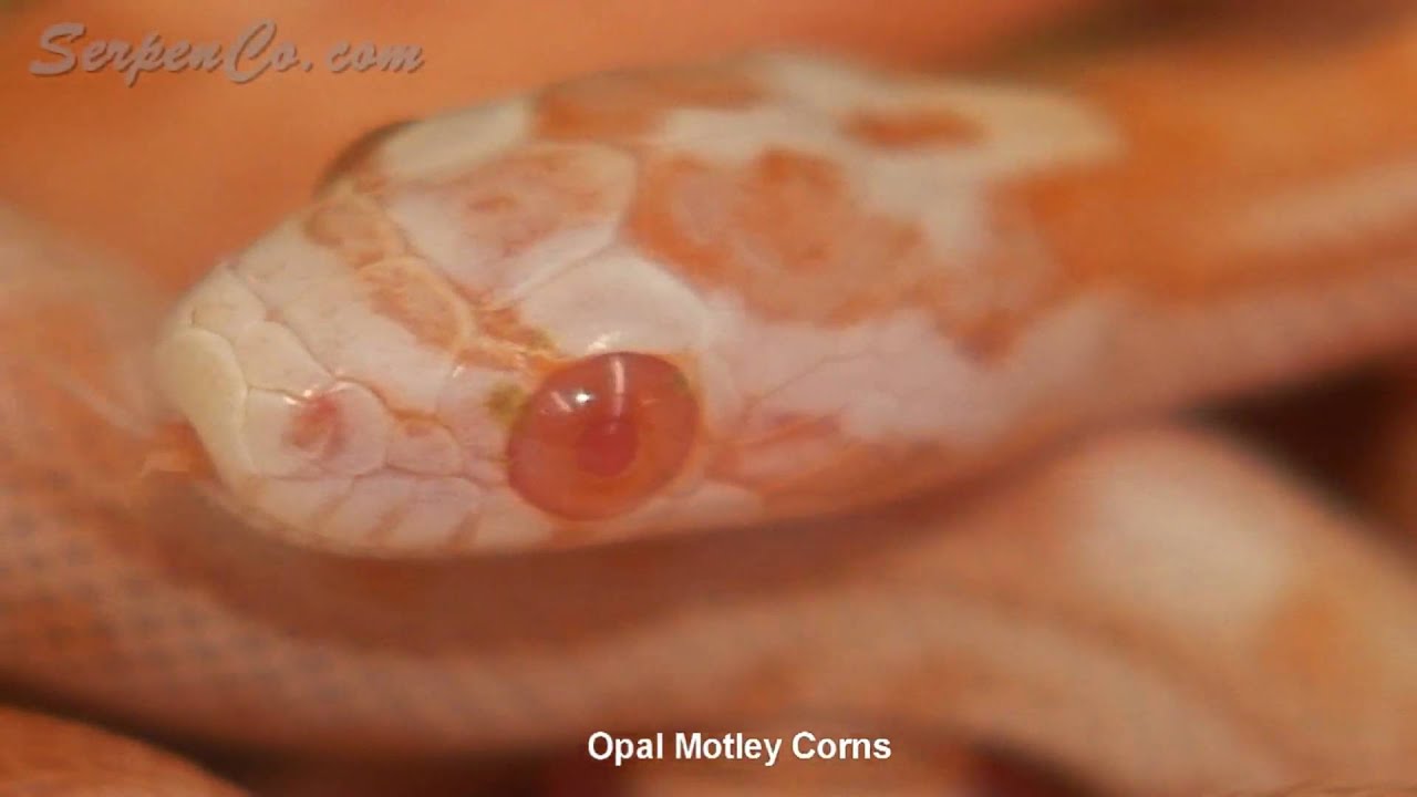 corn snake morphs Cornsnake babies - 070909 - SerpenCo
