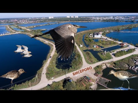 Бисеровский рыбхоз и птицы