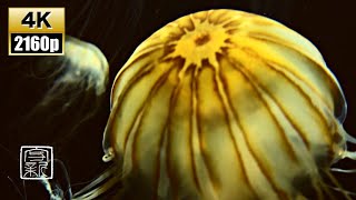 Deep🧘🏼‍♀️Calming Sound 4K🖥/12HRS, Fantagic 🌬Pacific Seanettle Jellies.