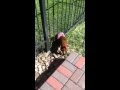 Puppy Bumper vs Gecko Puppy Bumper vs Gecko