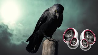 Crow - Sound Effect High Definition Free | Copyright free Music and Sound effects for YouTube video screenshot 1